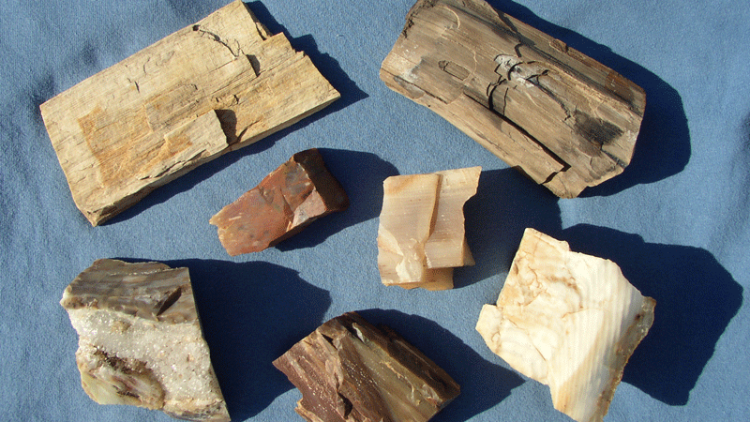 Petrified wood found at Bear Creek