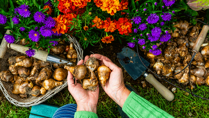 Bulb season in Central Oregon