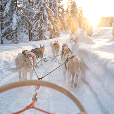 sled-dog ride for two with the Oregon Trail of Dreams