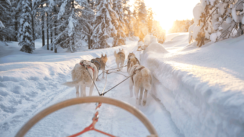 sled-dog ride for two with the Oregon Trail of Dreams