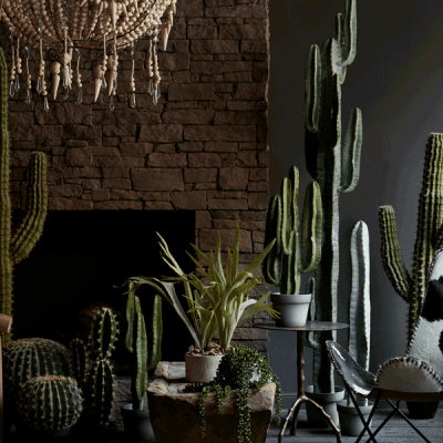 Cactus and succulents