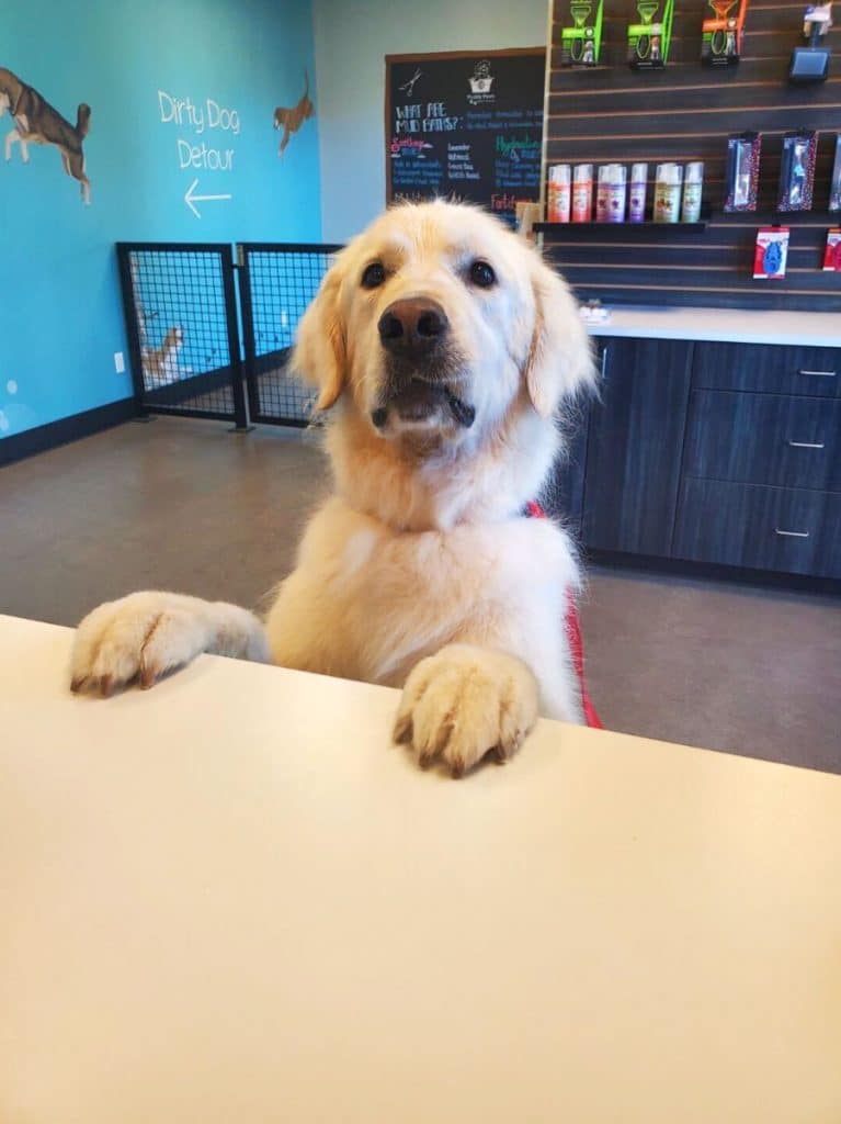 Dog standing at the BPE counter