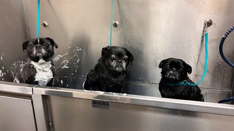3 Pugs in the Bend Pet Express Dog Wash