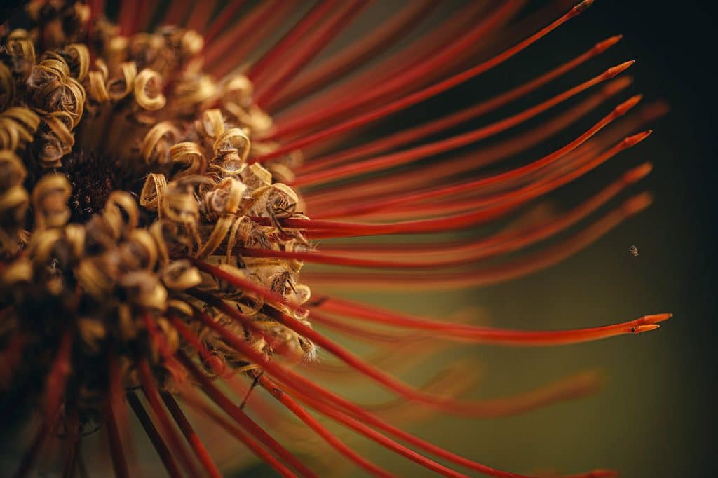 Macro Photography of red flower