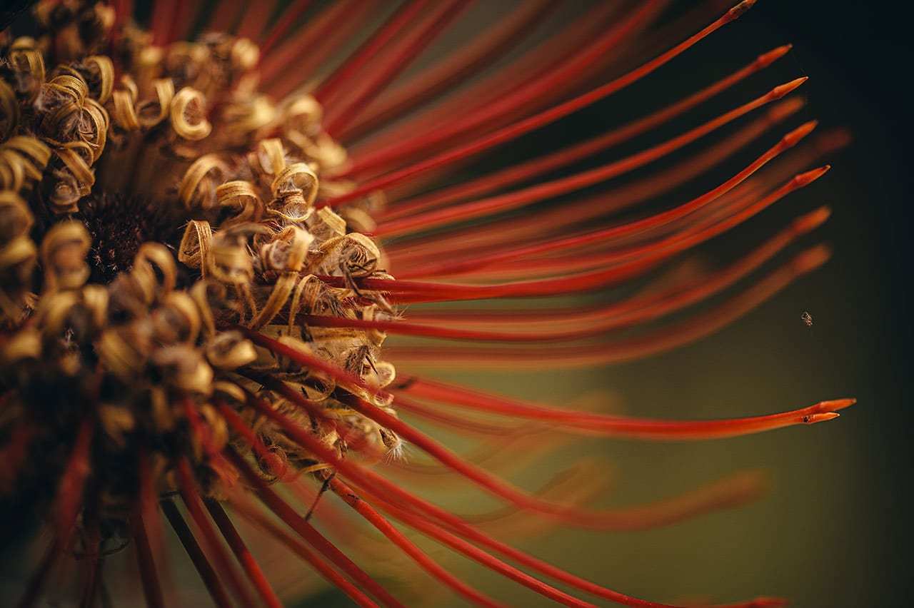 Macro Photography of red flower