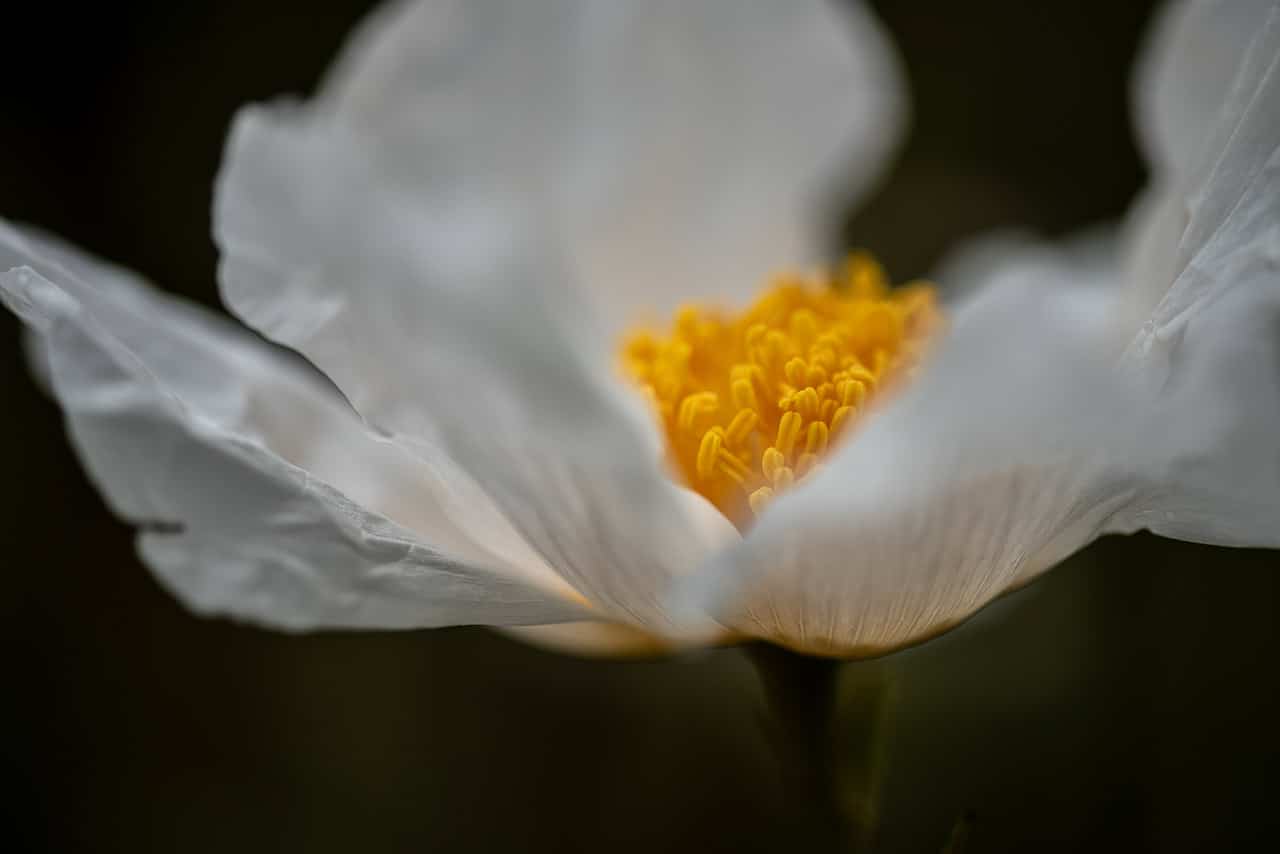 Macro Photography white flower