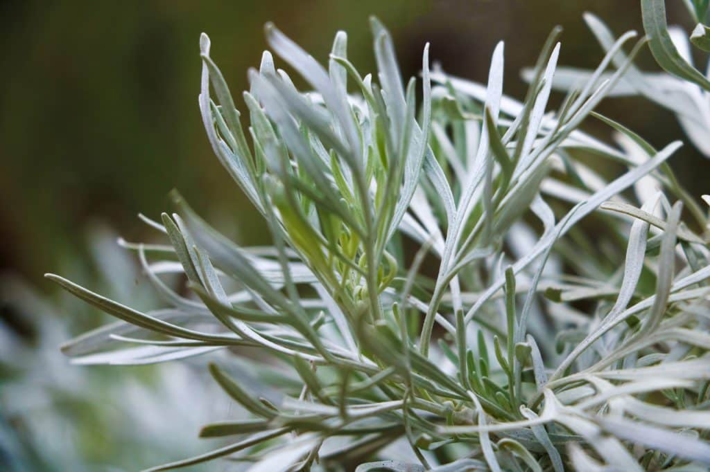 Close up of sage leaf