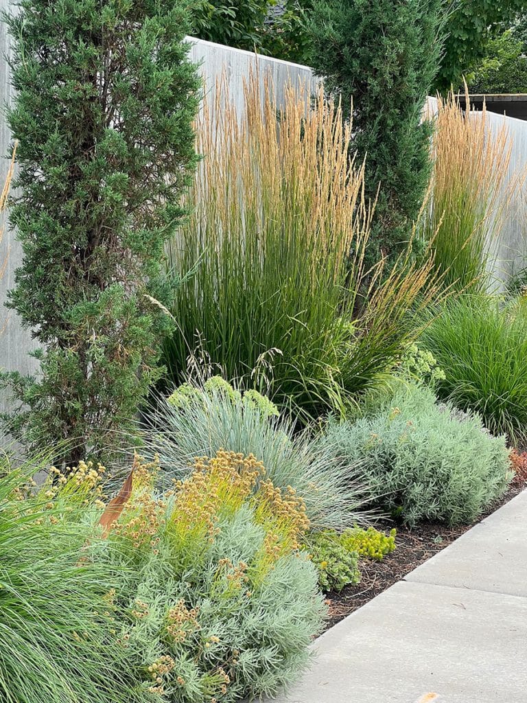 Xeriscaped lawn