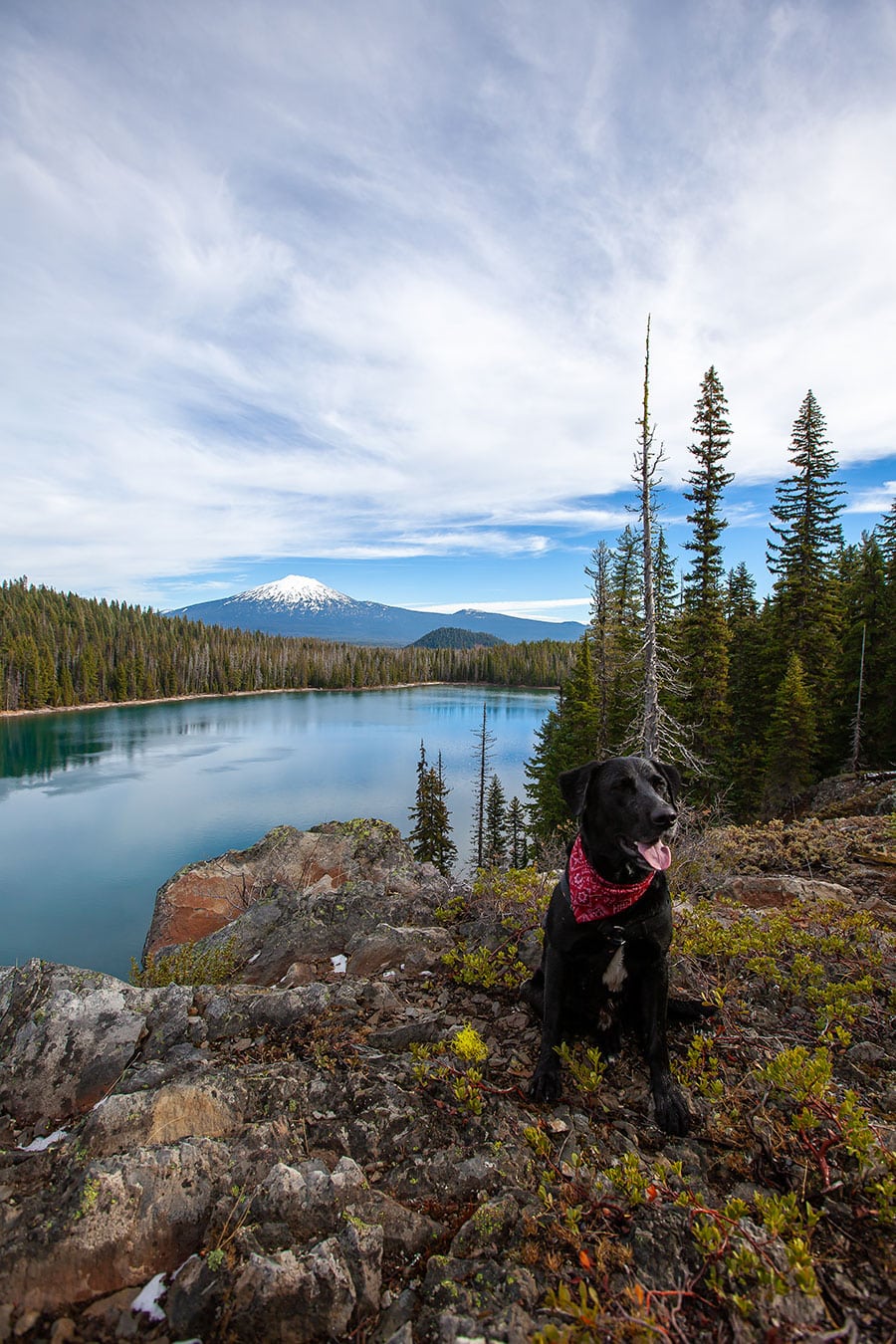 Dog, mountain lake and mountains