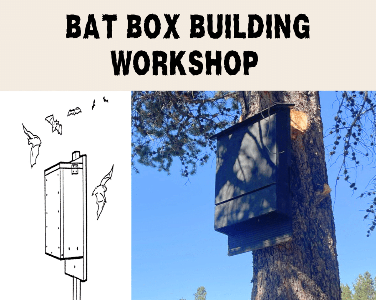 Build bat box poster