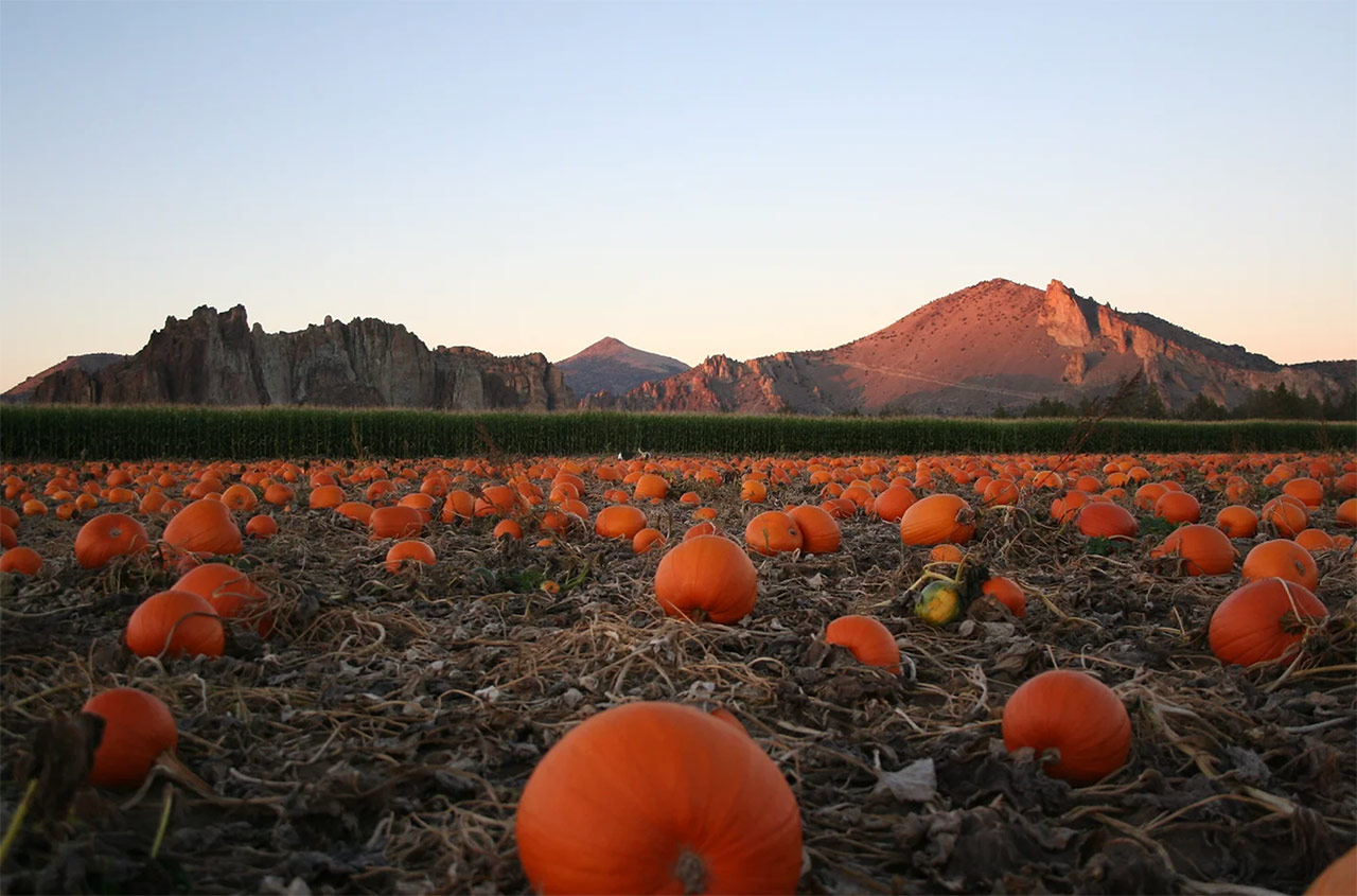 Smith Rock Ranch Pumpkin Patch