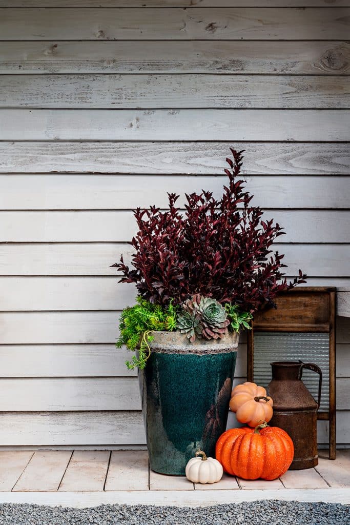 Planter outside with succulents.
