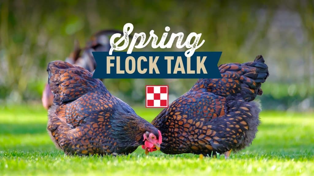 Chicken education talk