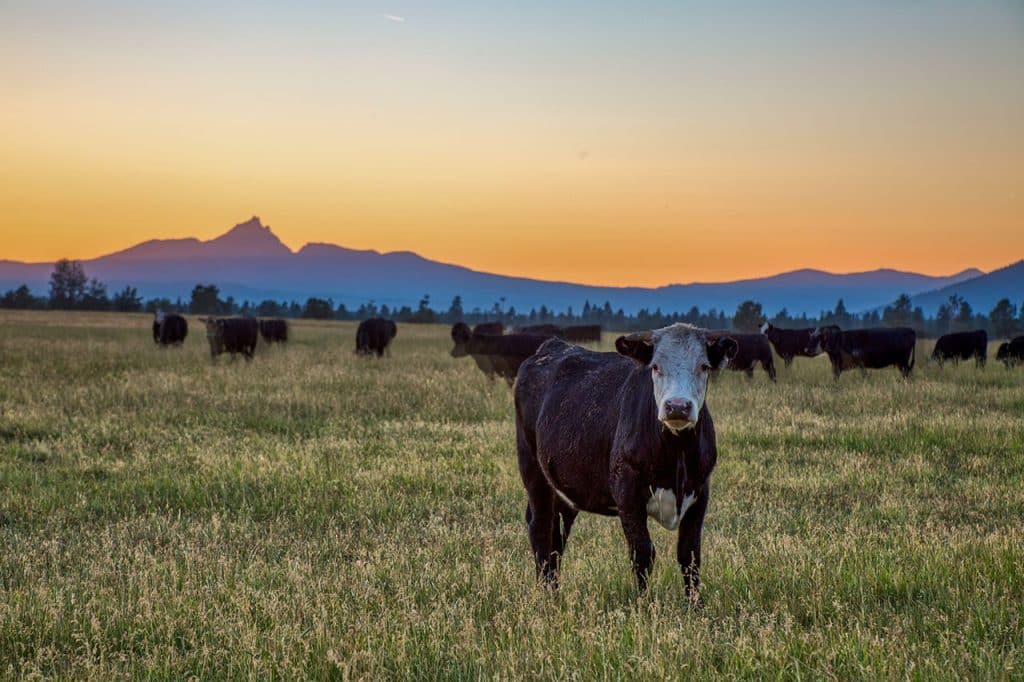 Roundhouse Cow and view