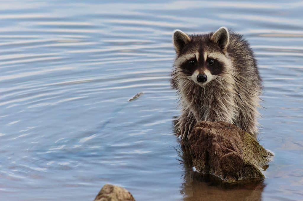 Racoon Think Wild