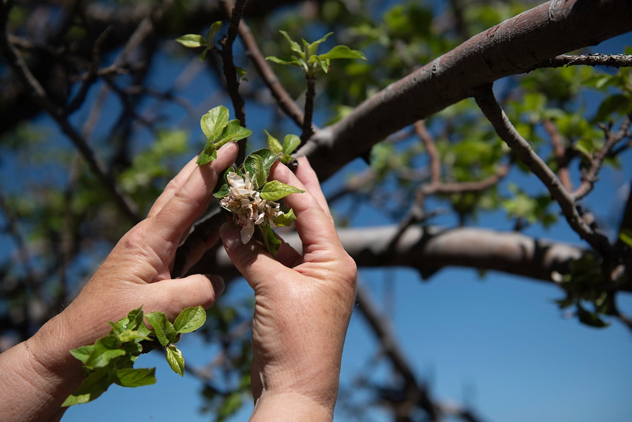 Close up of Cyrus Apple Bloom