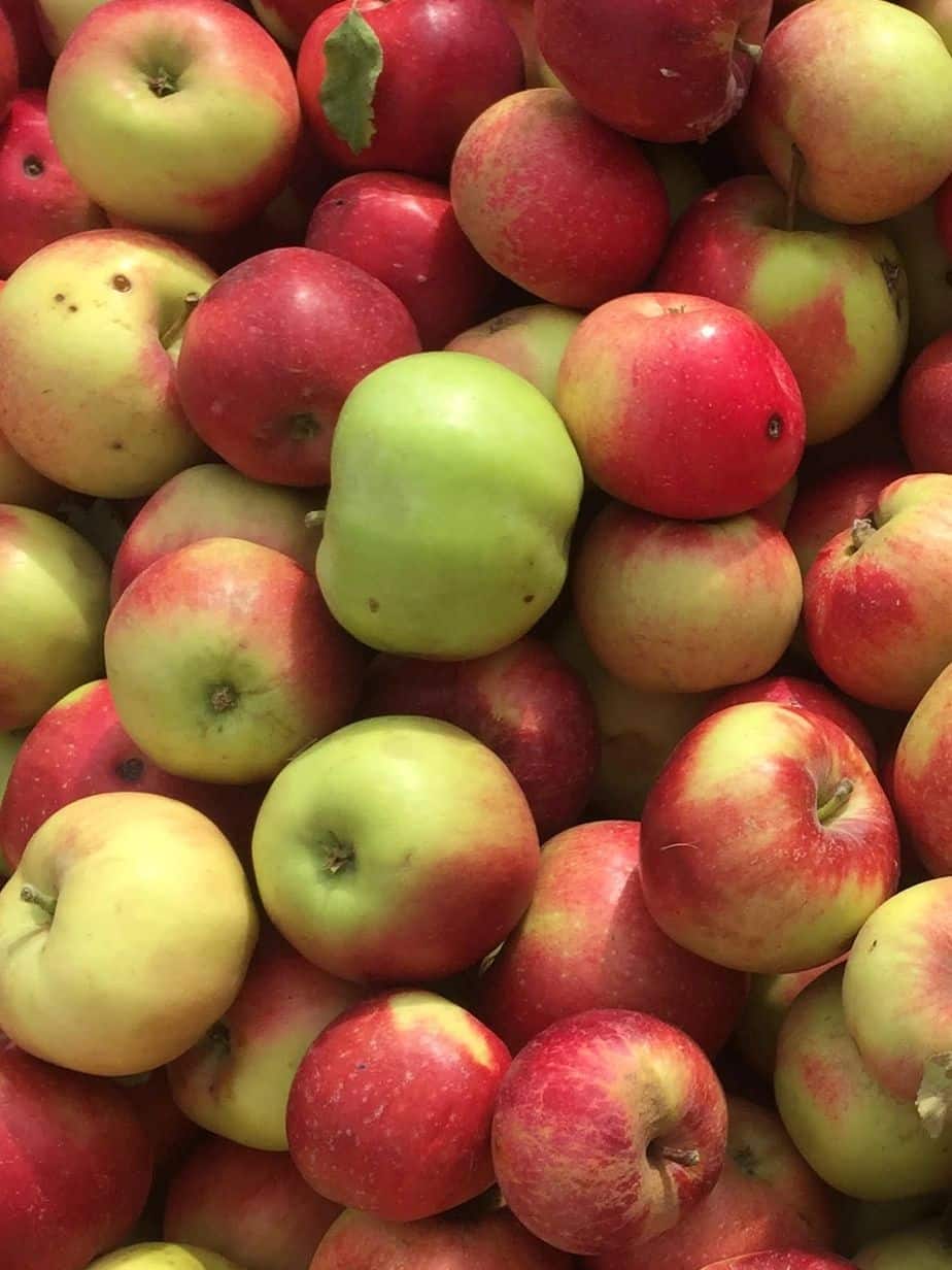 cyrus orchard restoration