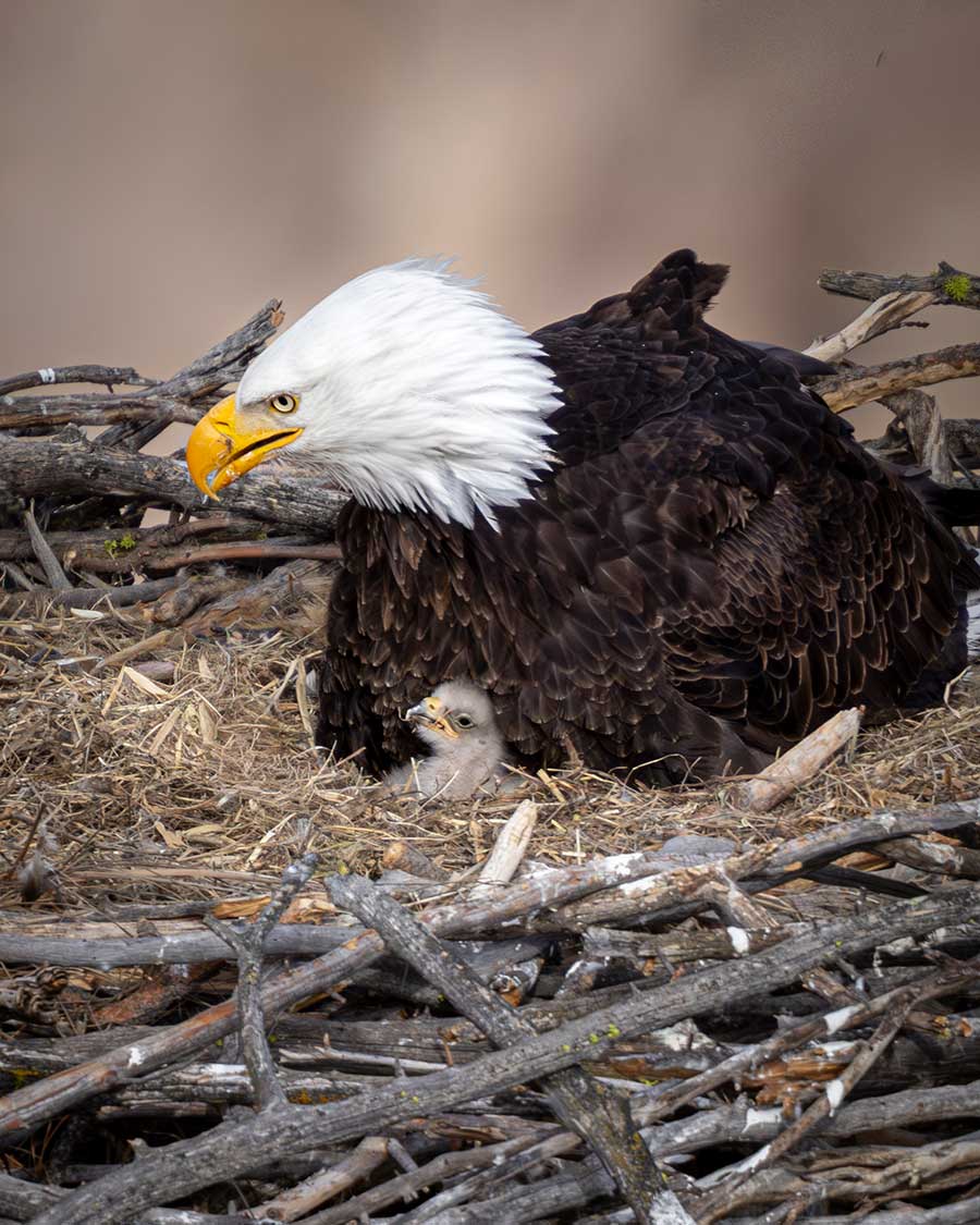 Eaglets in nest with adult