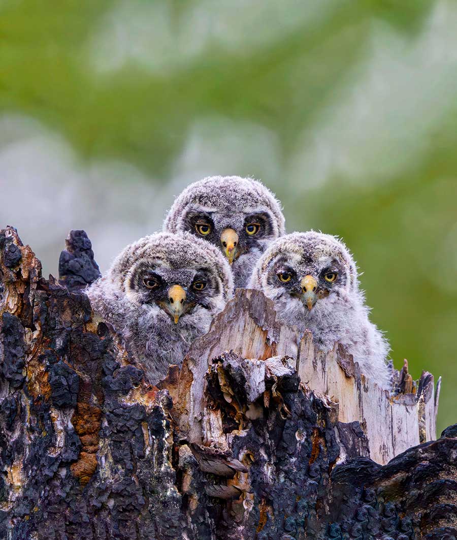 Baby owls in tree