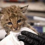 Think Wild Animal Rescue in Bend Rehabilitates Wildlife in Need