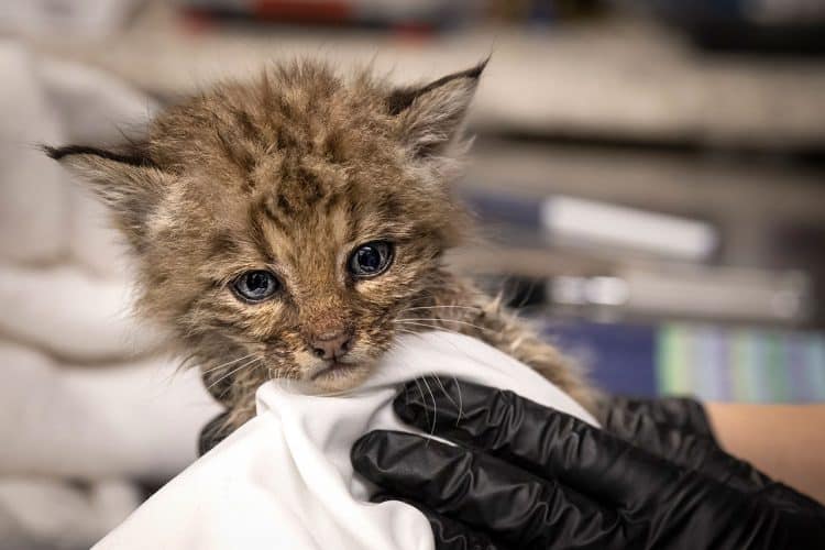 A baby bobcat is held at Think Wild