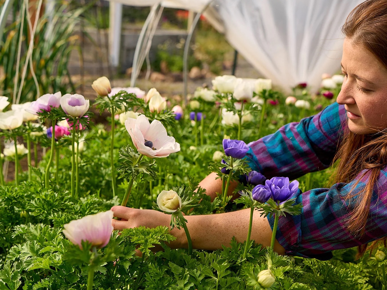 Emily Kotaich, Covey Fields Flower Farm & Floral Studio attending to flowers