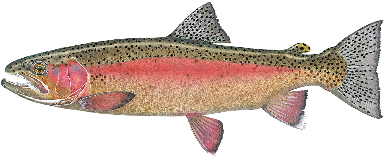 Redband Rainbow Trout illustration by Tye Krueger