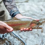 When and Where to Fish the Salmonfly Hatch on the Deschutes River