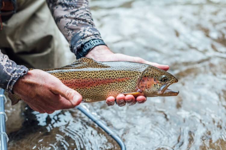 When and Where to Fish the Salmonfly Hatch on the Deschutes River