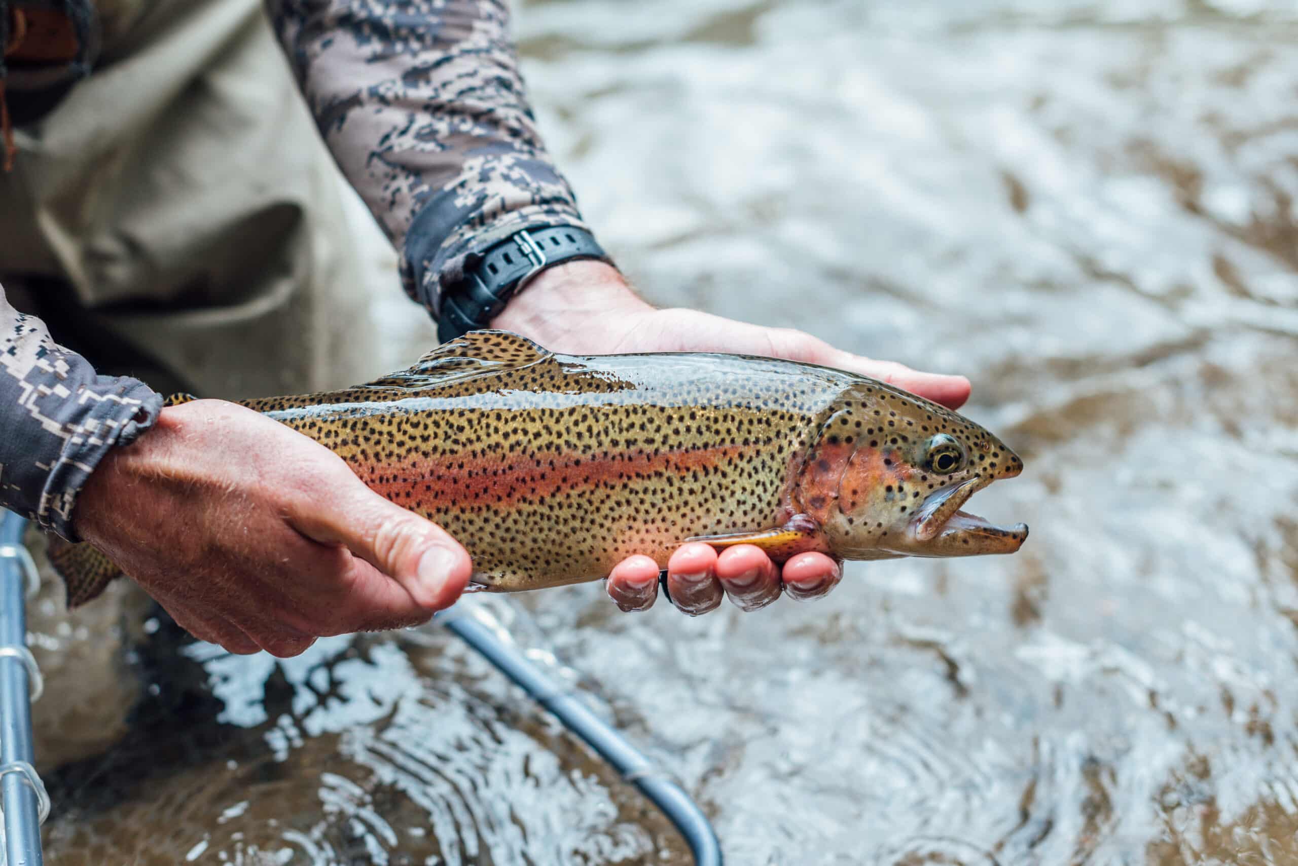 Fishing a Rainbow Trout