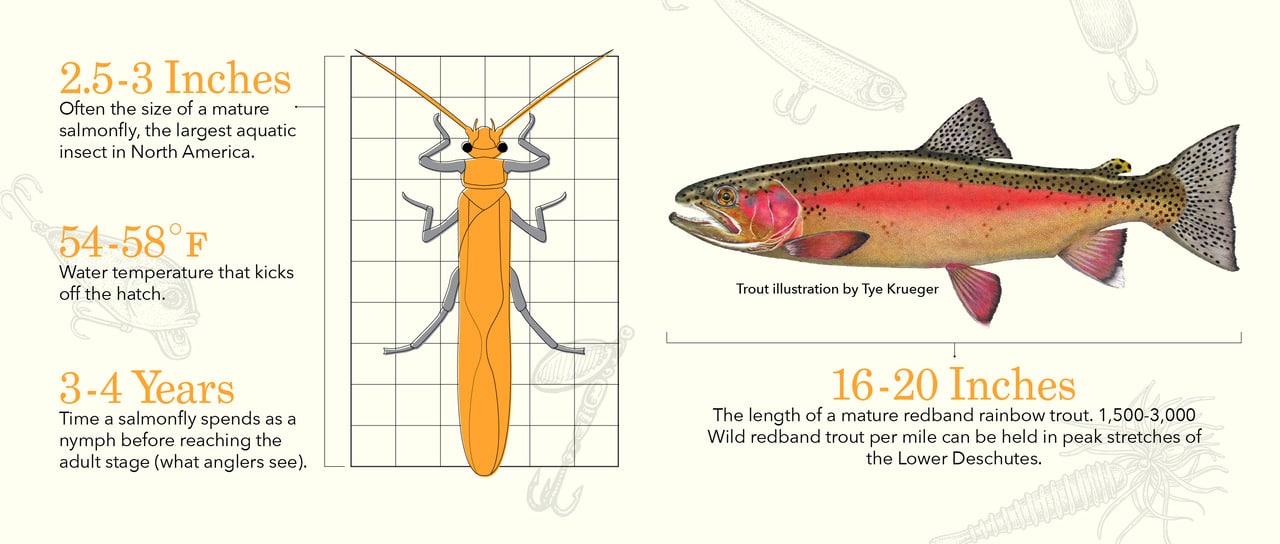 Salmonfly Hatch infographic