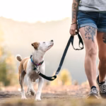 Dog Days of Summer: Where to Hike With Your Dog Around Bend