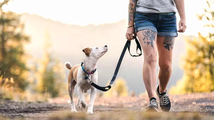 Dog Days of Summer: Where to Hike With Your Dog Around Bend