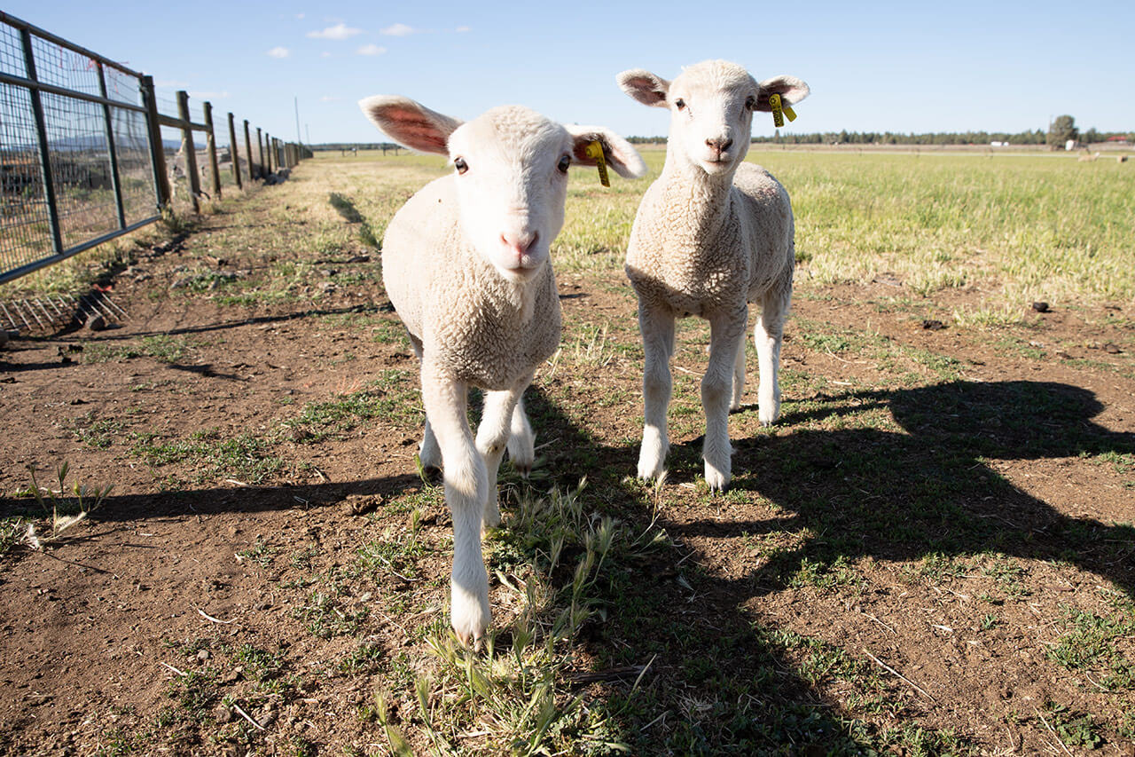 two baby sheep