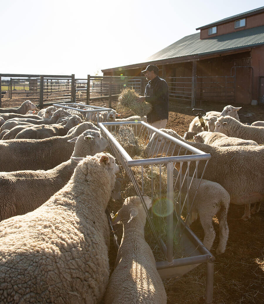 Man feeding sheep at his ranch in Sisters