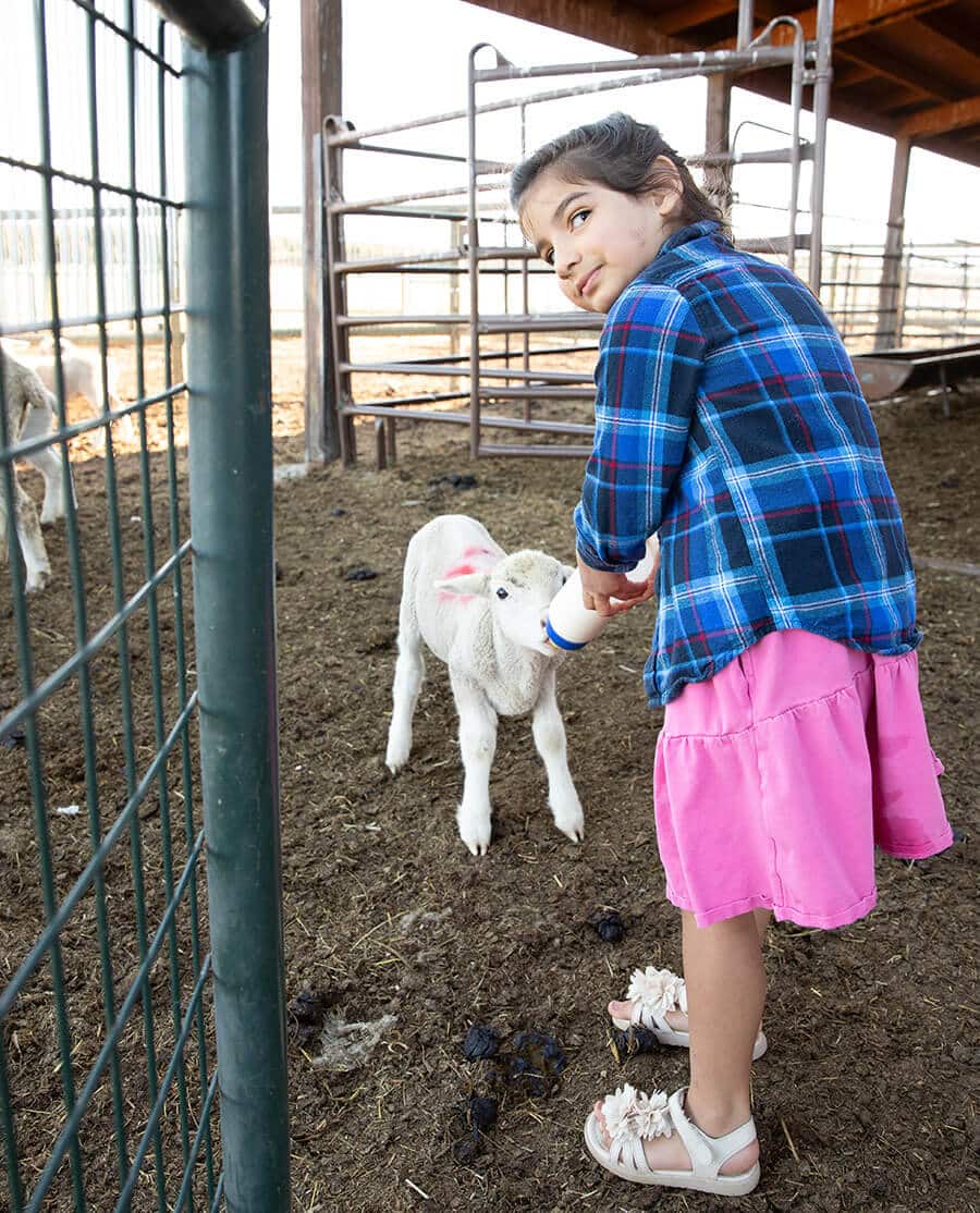Little girl bottle feeding sheep at Cascade Mountain Pastures