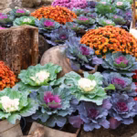 Best Plants for Fall Color in Central Oregon Gardens