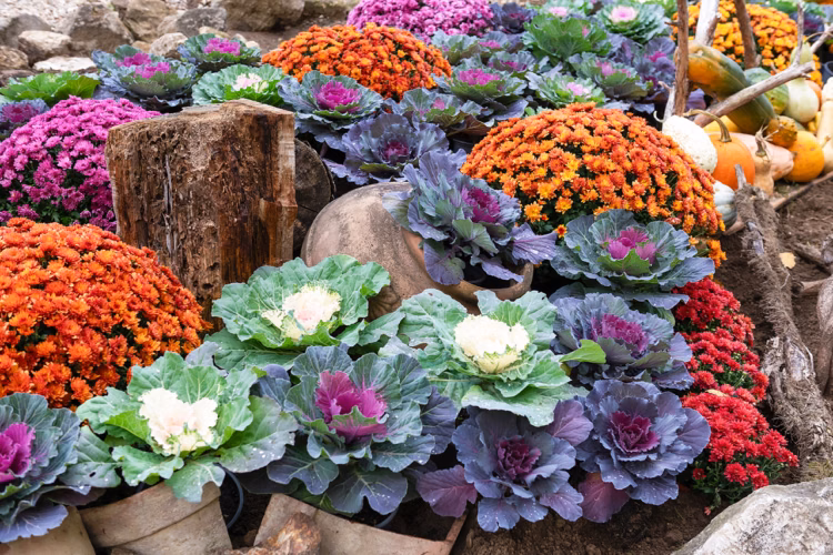 Best Plants for Fall Color in Central Oregon Gardens