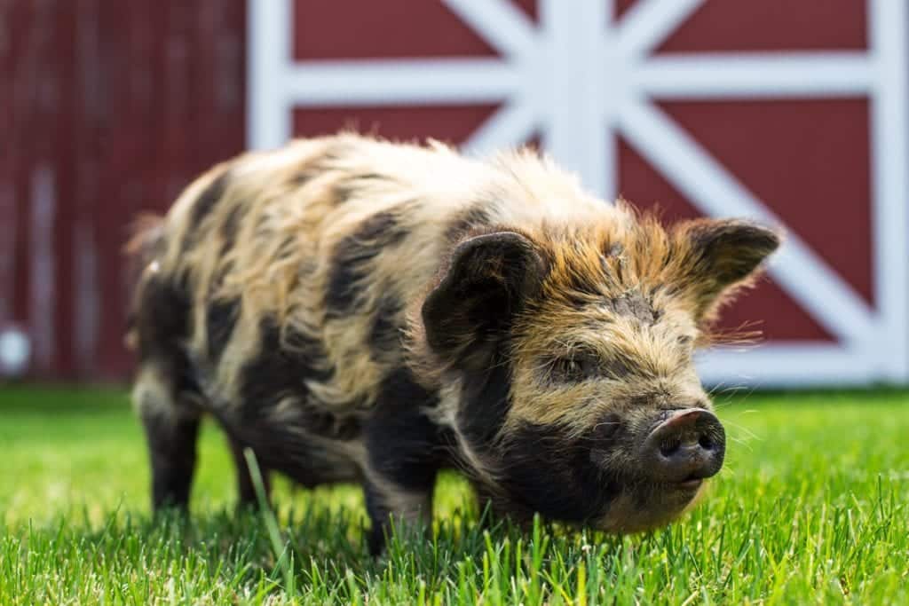 Barking Mad Farm retreat in Enterprise, Oregon