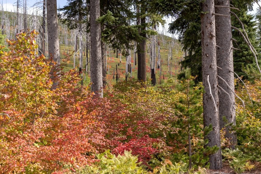 Fall in Central Oregon