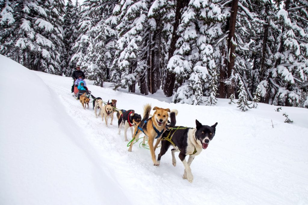 Go dog sledding this winter near Bend, Oregon