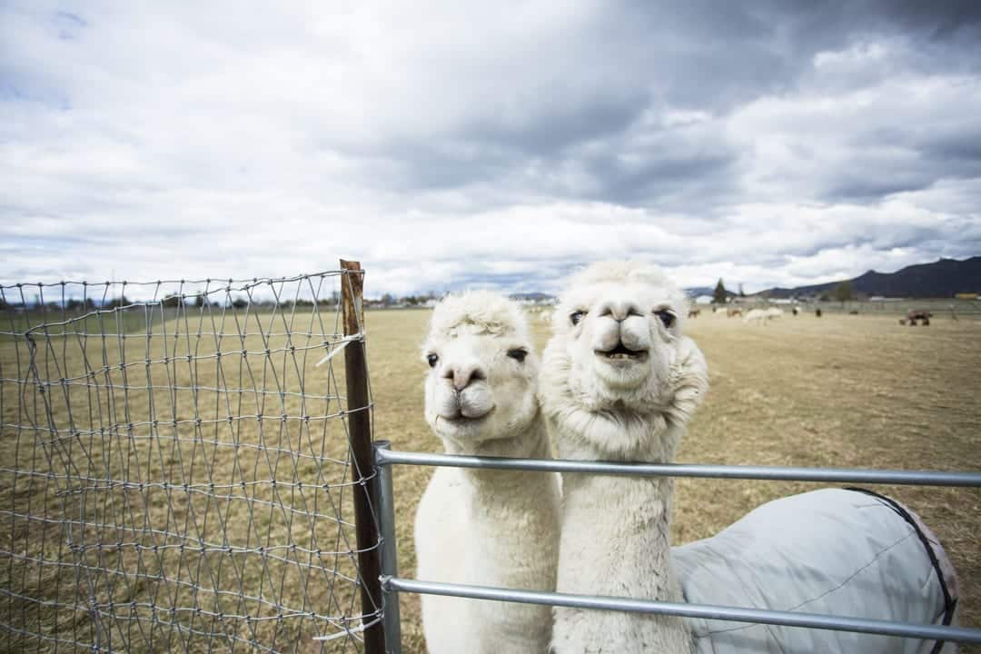 Day trip to Crescent Moon Alpaca Ranch near Bend, Oregon