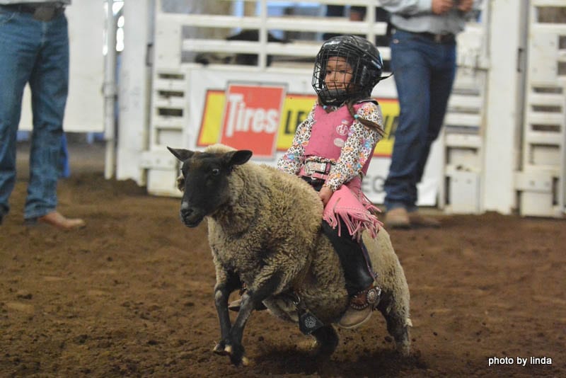 Sheep riding at the Cowdeo at the Jefferson County Fairgrounds in Madras
