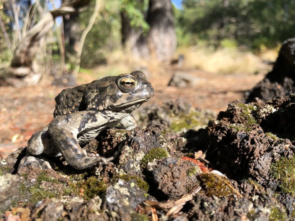 Western Toad