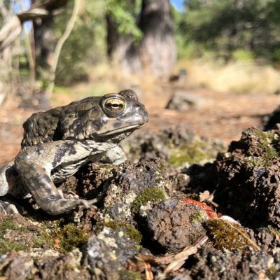 The March of the Western Toad