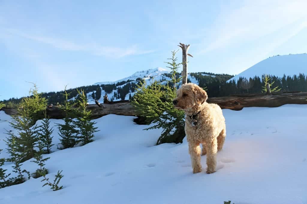 cross country skiing with dogs bend oregon