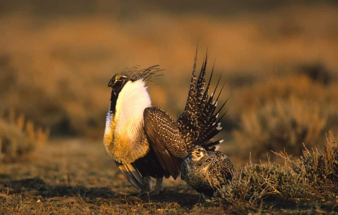 Central Oregon sage grouse