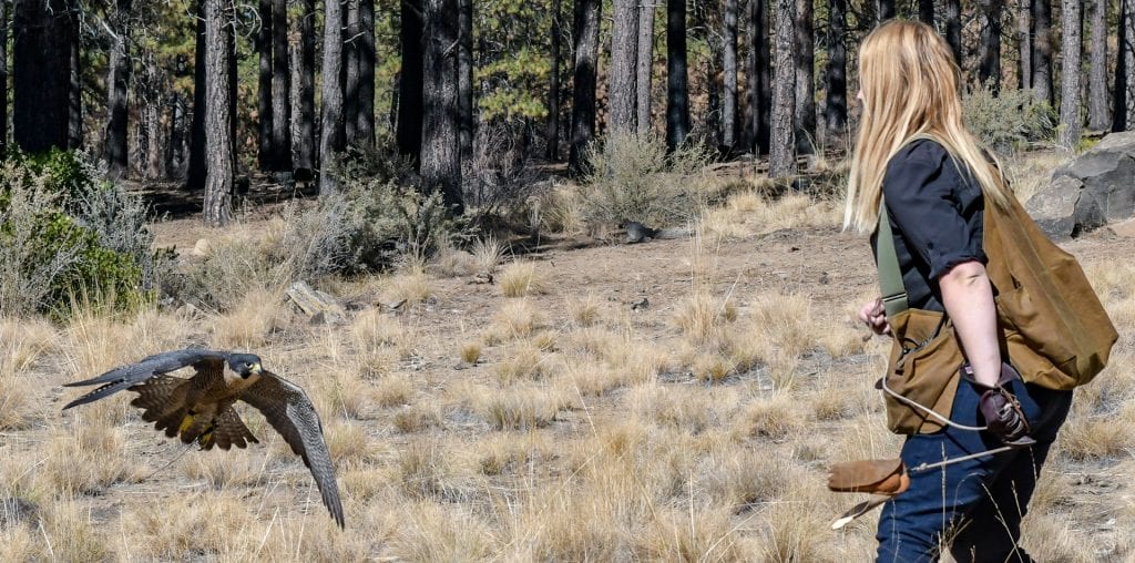 Raptors of the Desert Sky at the High Desert Museum in Bend, Oregon